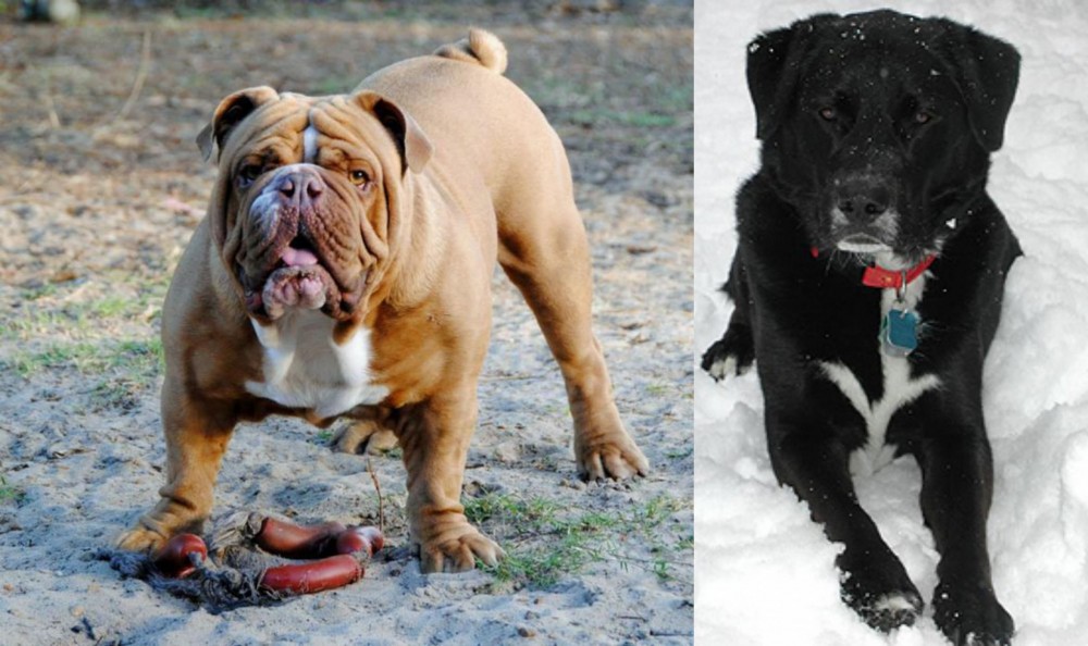 St. John's Water Dog vs Australian Bulldog - Breed Comparison