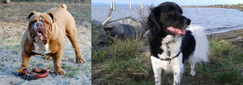 Stabyhoun vs Australian Bulldog - Breed Comparison