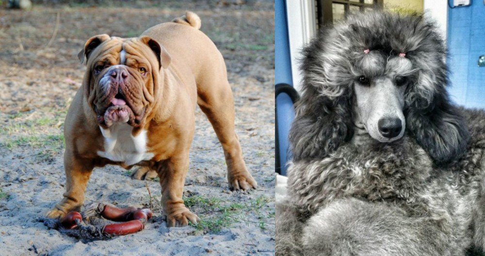 Standard Poodle vs Australian Bulldog - Breed Comparison