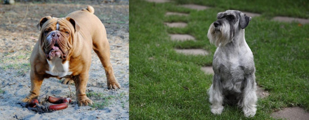 Standard Schnauzer vs Australian Bulldog - Breed Comparison