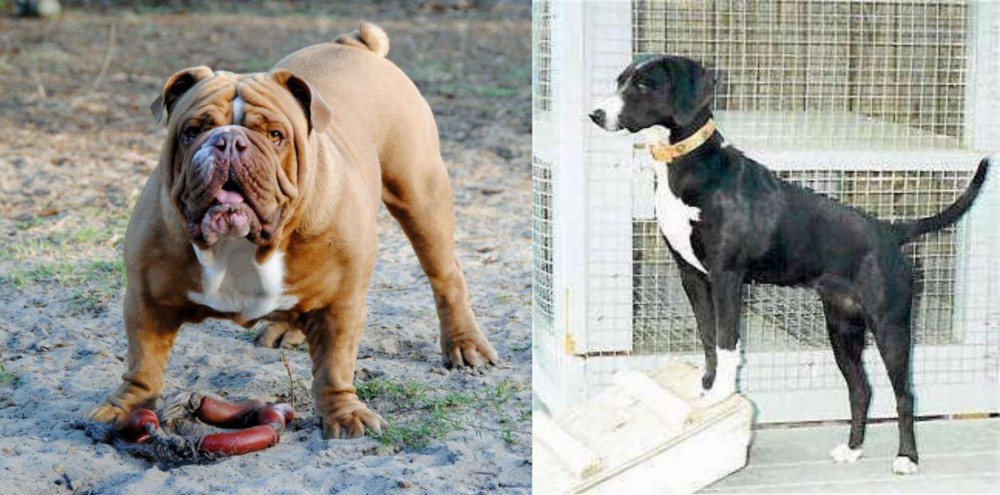 Stephens Stock vs Australian Bulldog - Breed Comparison