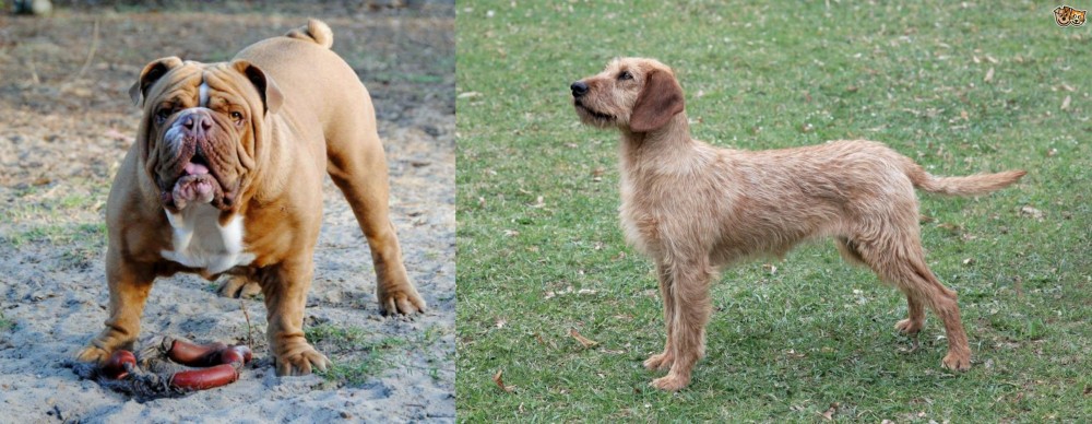 Styrian Coarse Haired Hound vs Australian Bulldog - Breed Comparison