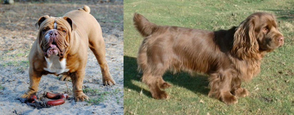 Sussex Spaniel vs Australian Bulldog - Breed Comparison