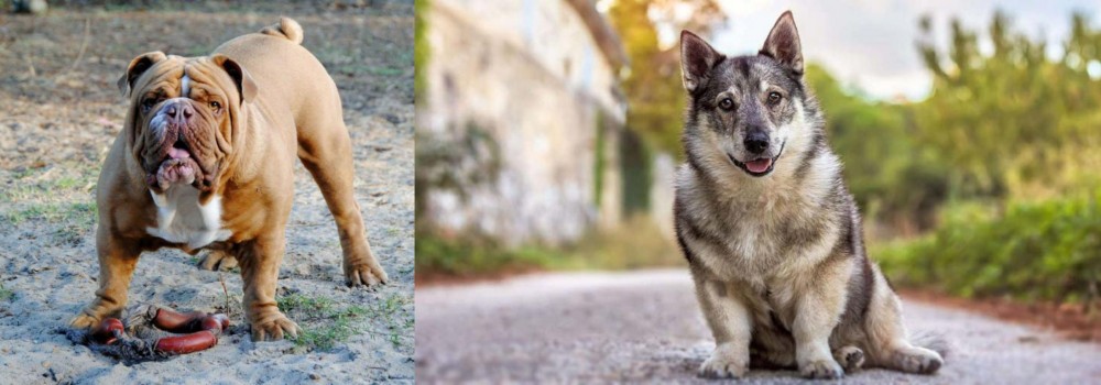 Swedish Vallhund vs Australian Bulldog - Breed Comparison