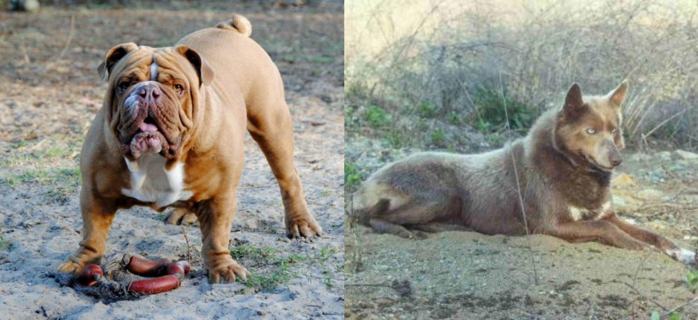 Tahltan Bear Dog vs Australian Bulldog - Breed Comparison