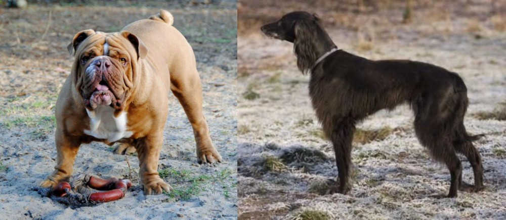 Taigan vs Australian Bulldog - Breed Comparison