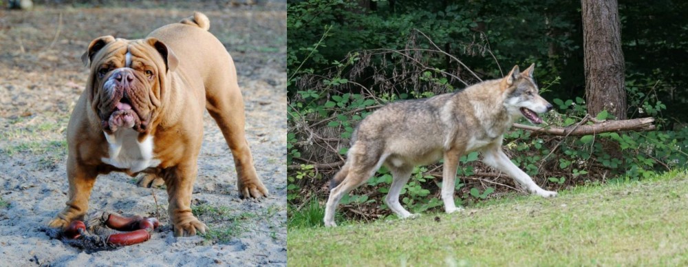 Tamaskan vs Australian Bulldog - Breed Comparison