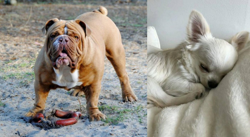 Tea Cup Chihuahua vs Australian Bulldog - Breed Comparison