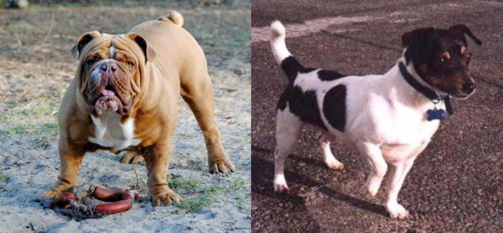 Teddy Roosevelt Terrier vs Australian Bulldog - Breed Comparison