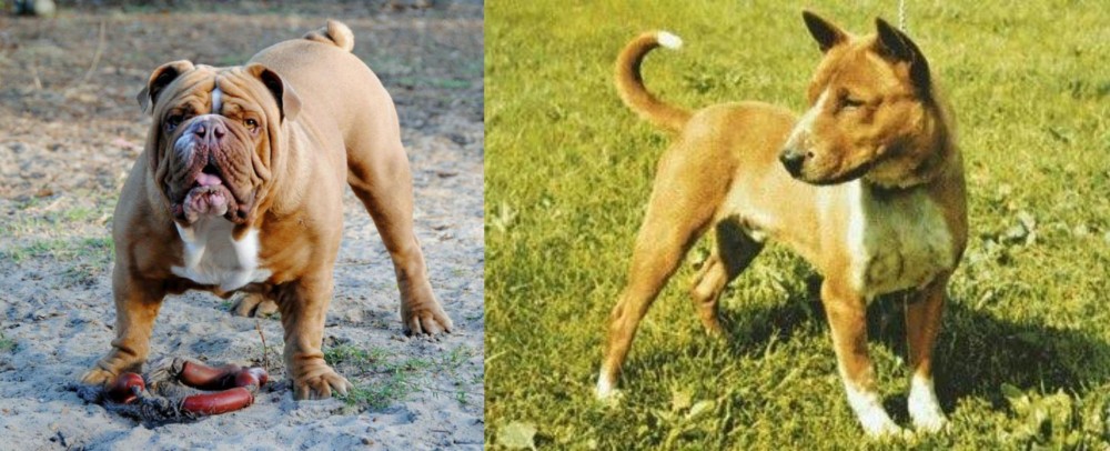 Telomian vs Australian Bulldog - Breed Comparison