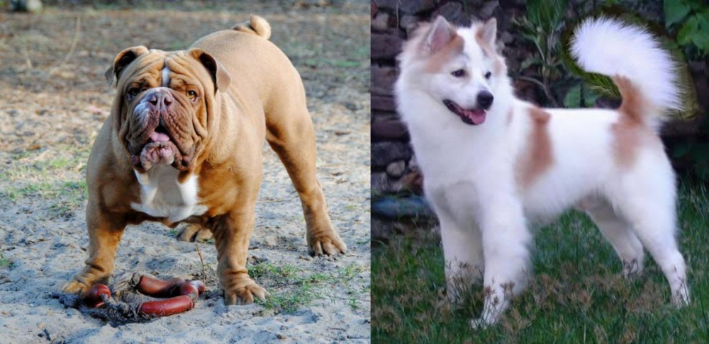 Thai Bangkaew vs Australian Bulldog - Breed Comparison