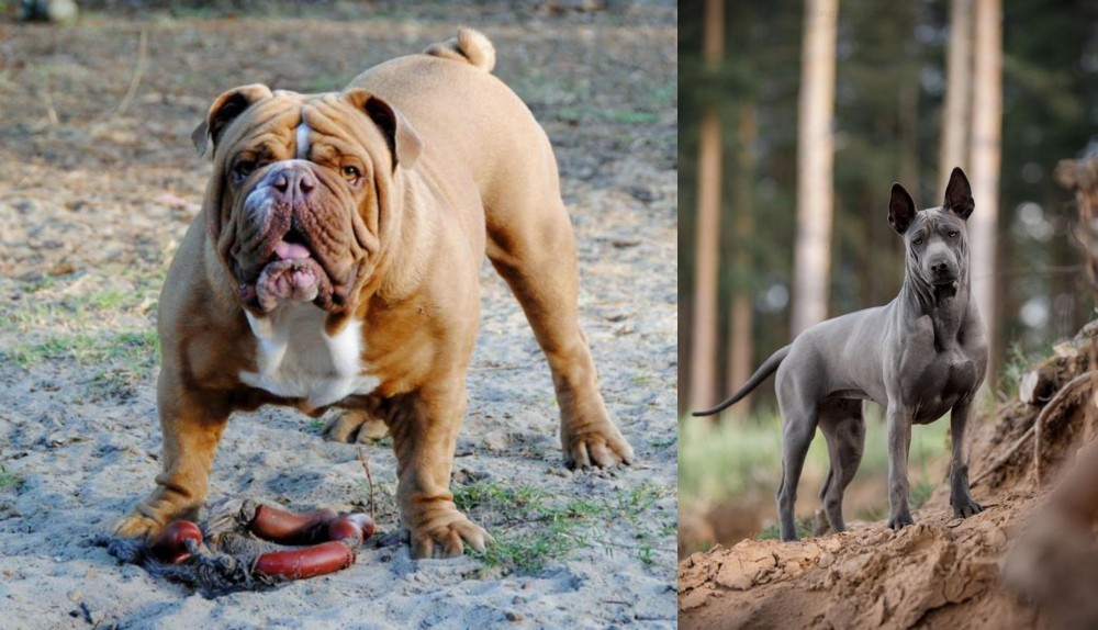 Thai Ridgeback vs Australian Bulldog - Breed Comparison