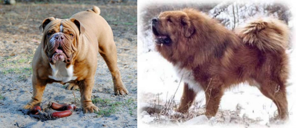 Tibetan Kyi Apso vs Australian Bulldog - Breed Comparison