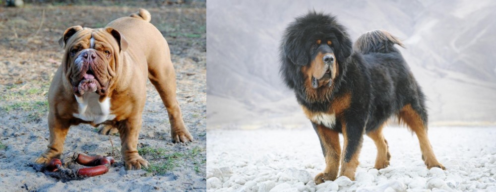 Tibetan Mastiff vs Australian Bulldog - Breed Comparison
