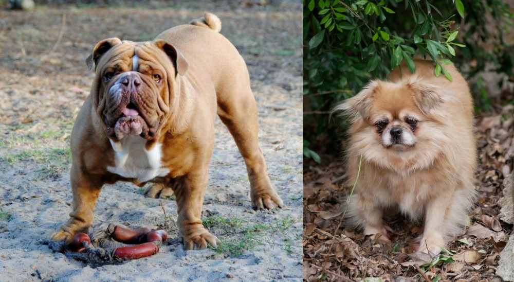 Tibetan Spaniel vs Australian Bulldog - Breed Comparison