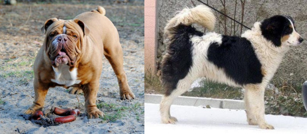 Tornjak vs Australian Bulldog - Breed Comparison