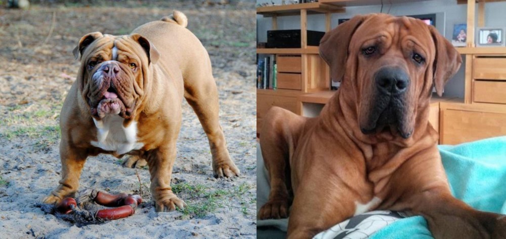 Tosa vs Australian Bulldog - Breed Comparison