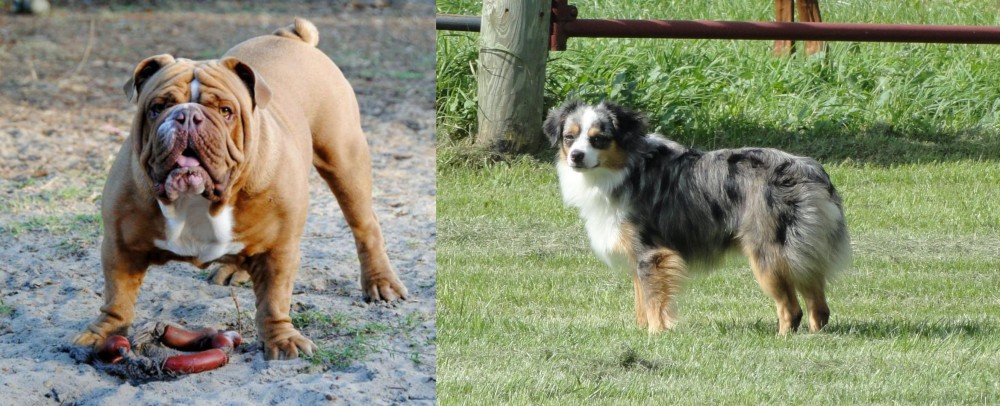 Toy Australian Shepherd vs Australian Bulldog - Breed Comparison