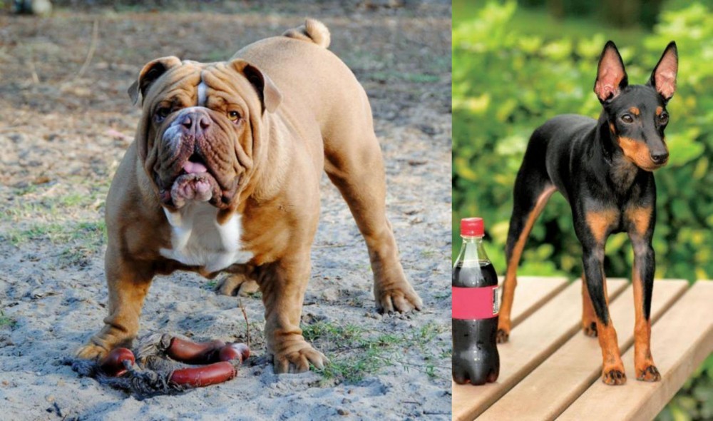 Toy Manchester Terrier vs Australian Bulldog - Breed Comparison