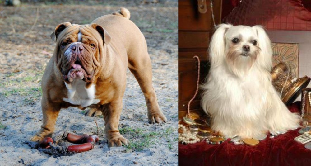 Toy Mi-Ki vs Australian Bulldog - Breed Comparison
