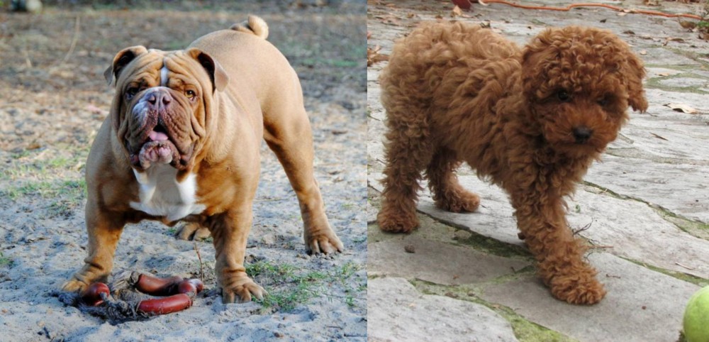 Toy Poodle vs Australian Bulldog - Breed Comparison