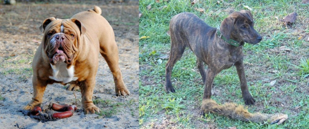 Treeing Cur vs Australian Bulldog - Breed Comparison