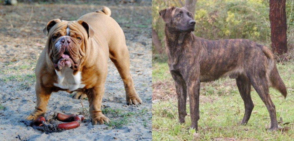 Treeing Tennessee Brindle vs Australian Bulldog - Breed Comparison