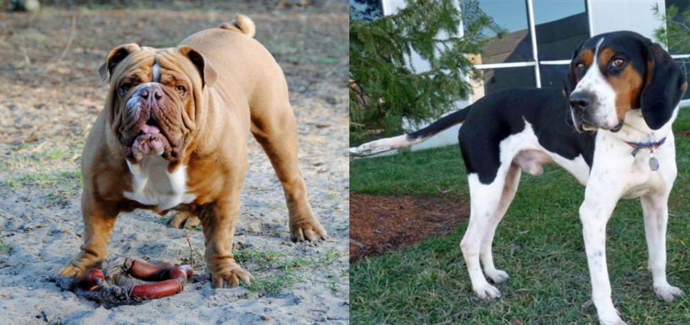 Treeing Walker Coonhound vs Australian Bulldog - Breed Comparison