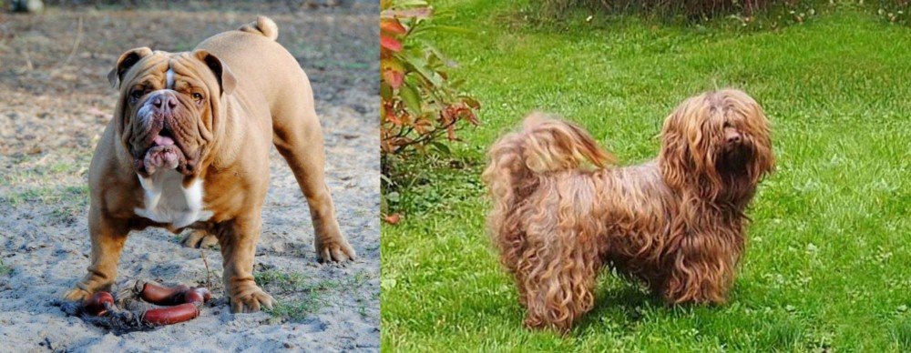 Tsvetnaya Bolonka vs Australian Bulldog - Breed Comparison