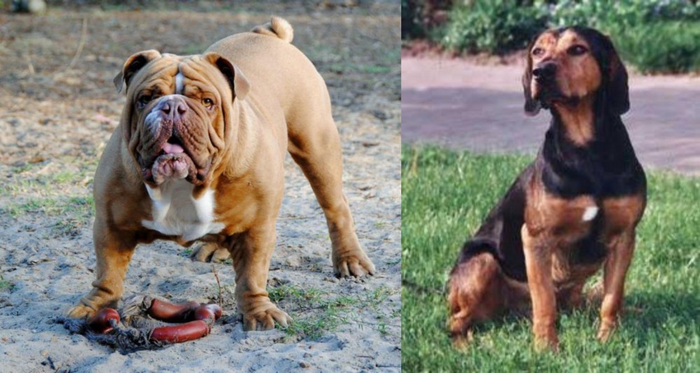 Tyrolean Hound vs Australian Bulldog - Breed Comparison