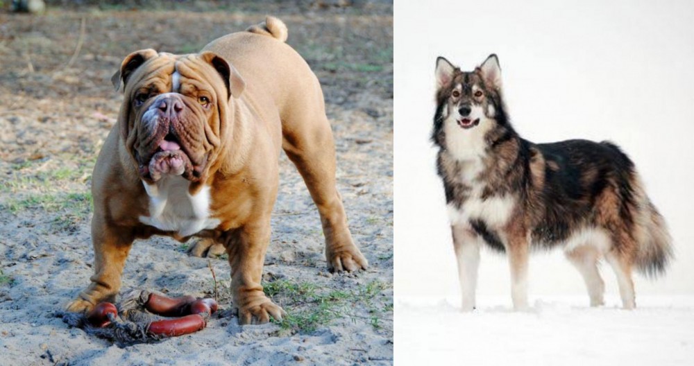 Utonagan vs Australian Bulldog - Breed Comparison