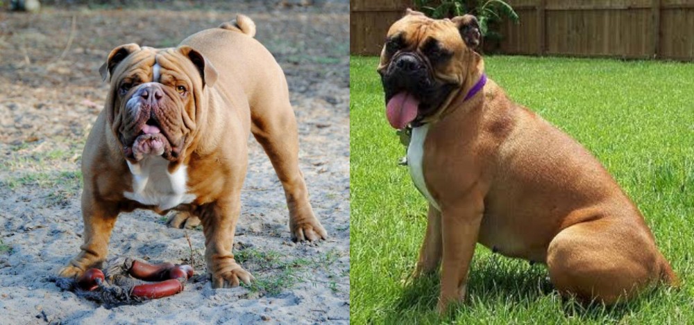 Valley Bulldog vs Australian Bulldog - Breed Comparison