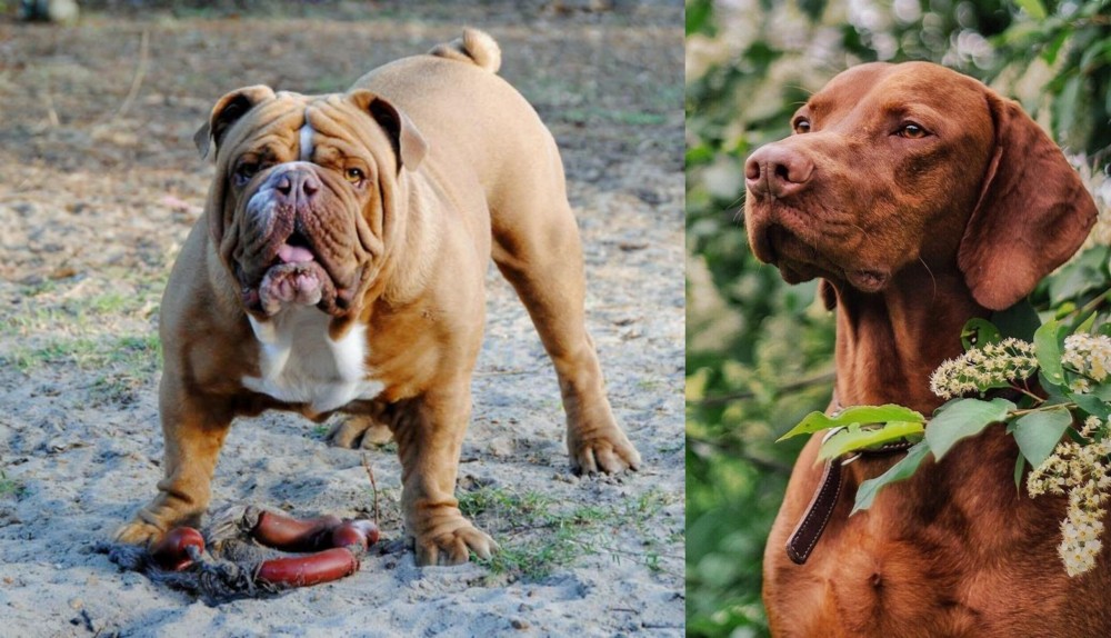 Vizsla vs Australian Bulldog - Breed Comparison