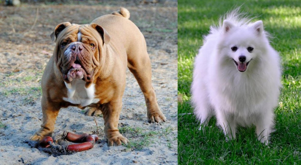 Volpino Italiano vs Australian Bulldog - Breed Comparison