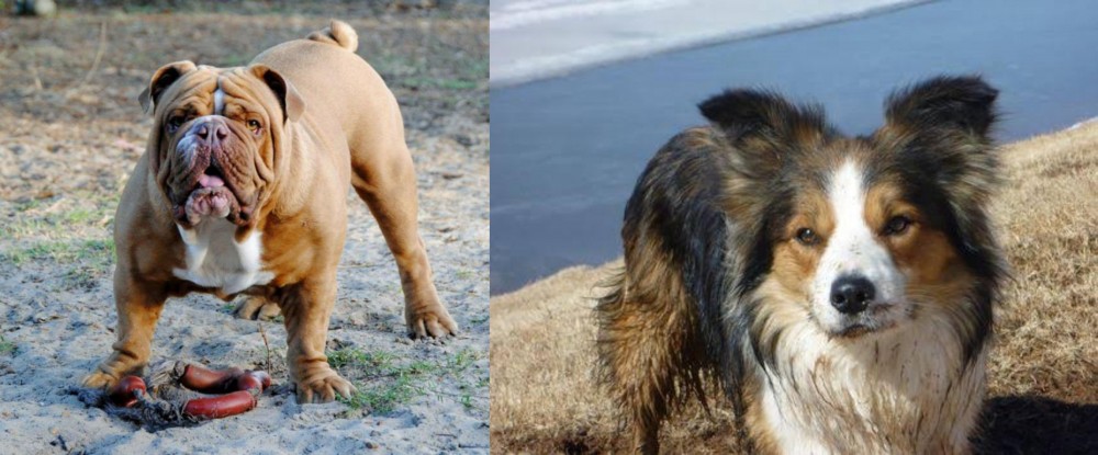 Welsh Sheepdog vs Australian Bulldog - Breed Comparison