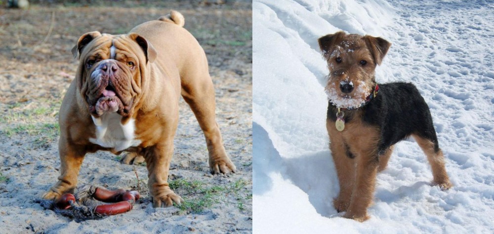 Welsh Terrier vs Australian Bulldog - Breed Comparison