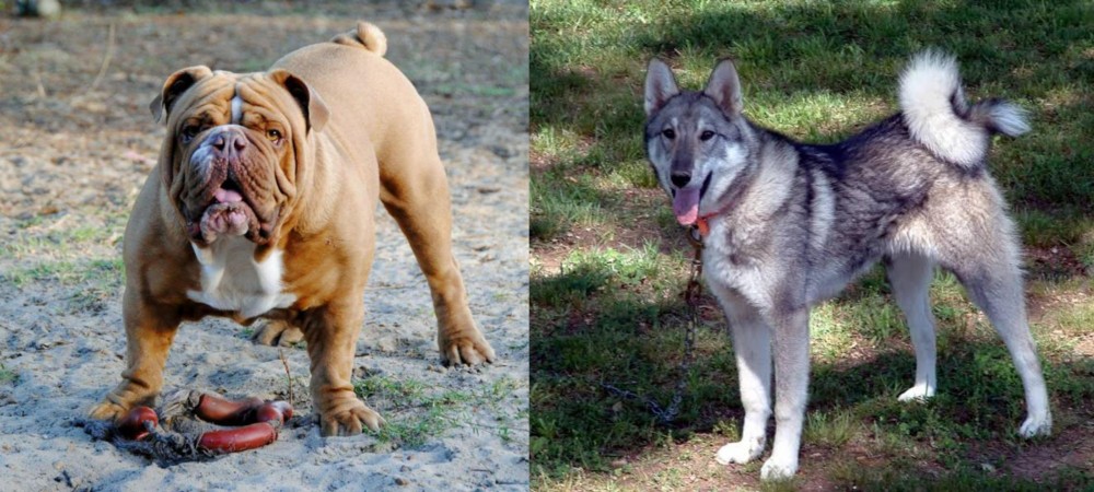 West Siberian Laika vs Australian Bulldog - Breed Comparison