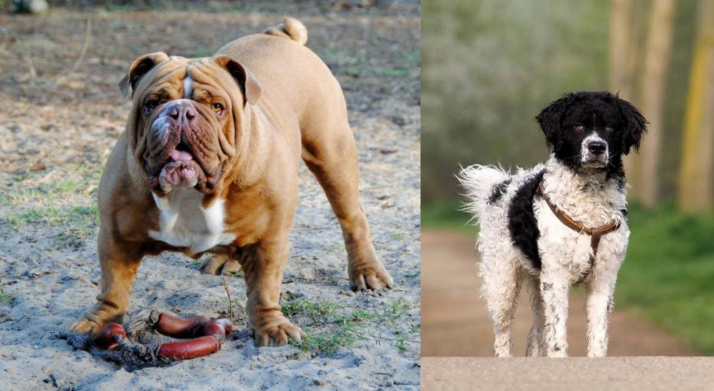 Wetterhoun vs Australian Bulldog - Breed Comparison