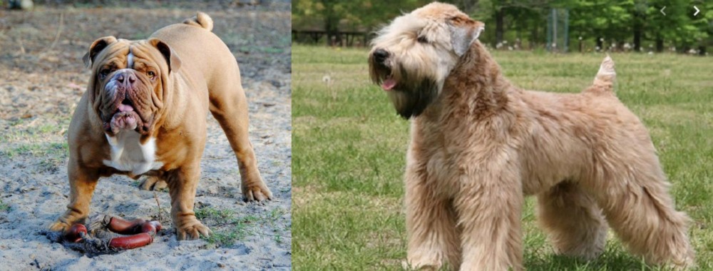 Wheaten Terrier vs Australian Bulldog - Breed Comparison