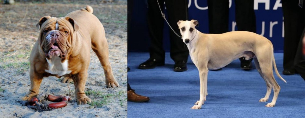 Whippet vs Australian Bulldog - Breed Comparison