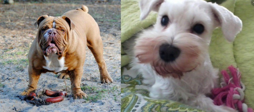 White Schnauzer vs Australian Bulldog - Breed Comparison