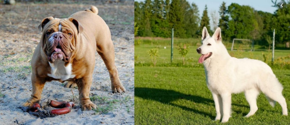 White Shepherd vs Australian Bulldog - Breed Comparison