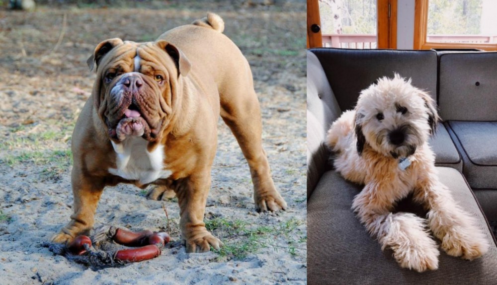 Whoodles vs Australian Bulldog - Breed Comparison
