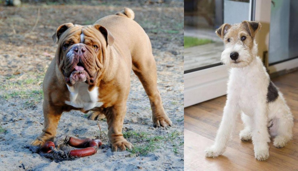Wire Fox Terrier vs Australian Bulldog - Breed Comparison