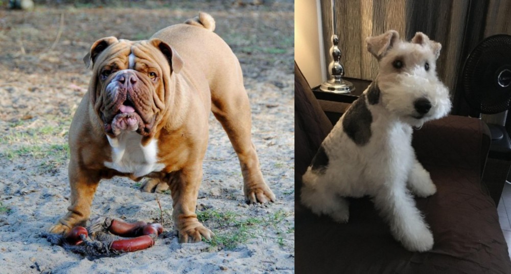 Wire Haired Fox Terrier vs Australian Bulldog - Breed Comparison