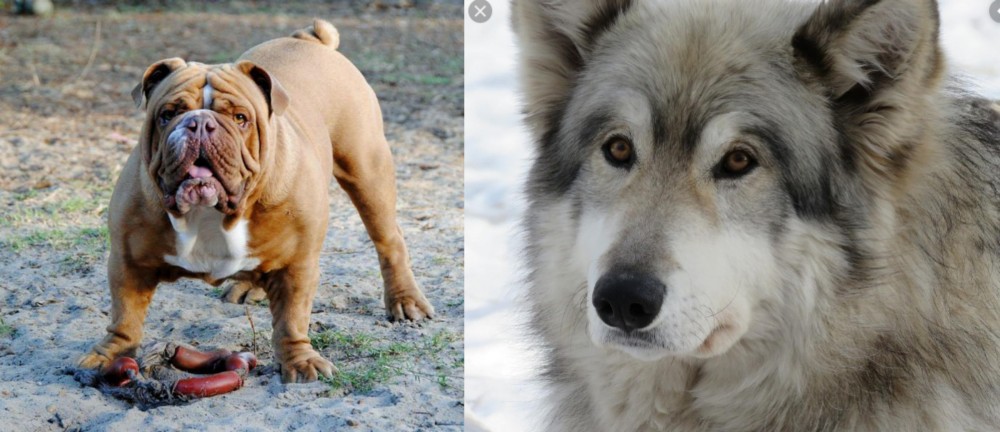 Wolfdog vs Australian Bulldog - Breed Comparison