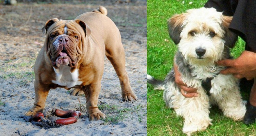 Yo-Chon vs Australian Bulldog - Breed Comparison