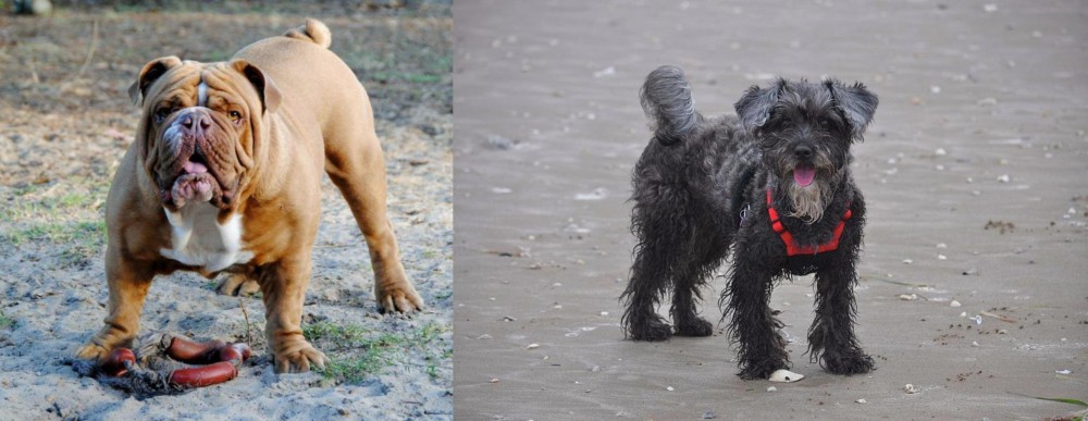 YorkiePoo vs Australian Bulldog - Breed Comparison