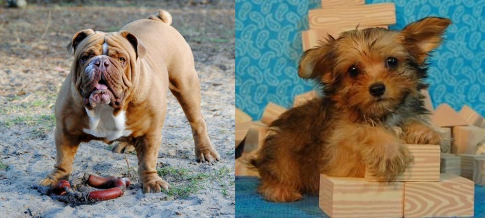 Yorkillon vs Australian Bulldog - Breed Comparison