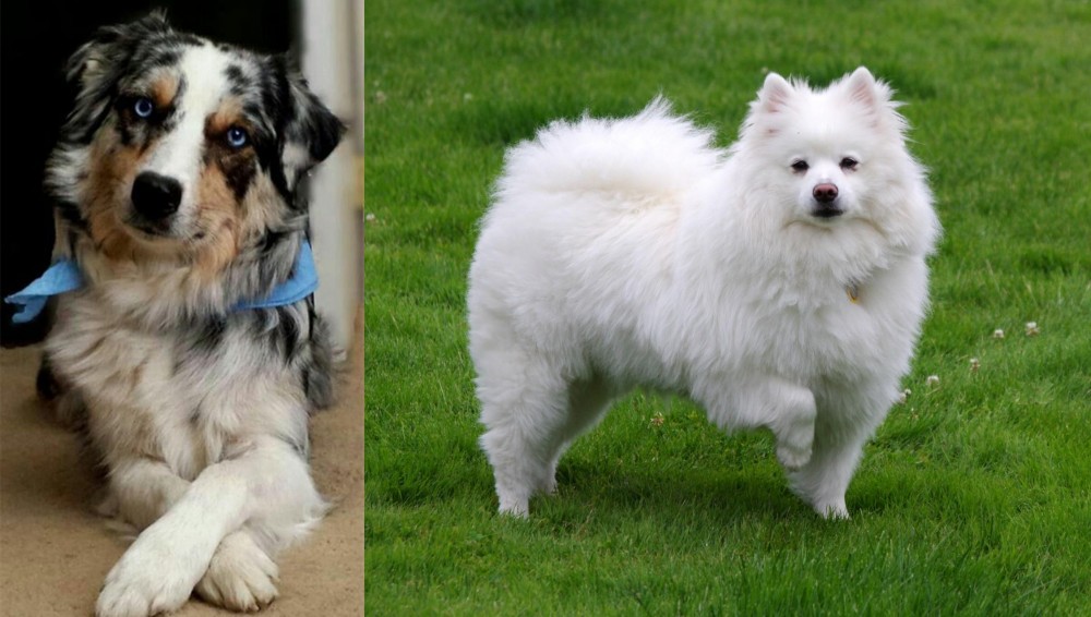 American Eskimo Dog vs Australian Collie - Breed Comparison
